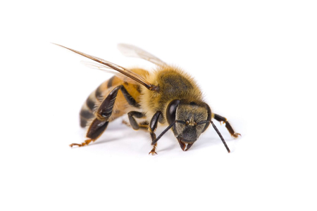 A Bee