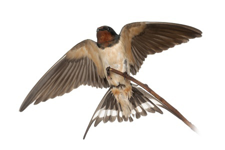 a flying swallow